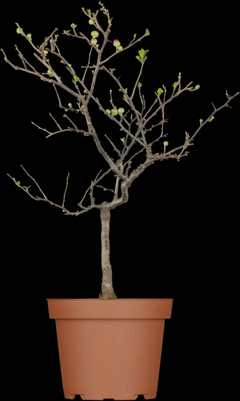 chaenomeles japonica (30- 40cm) - afbeelding 1
