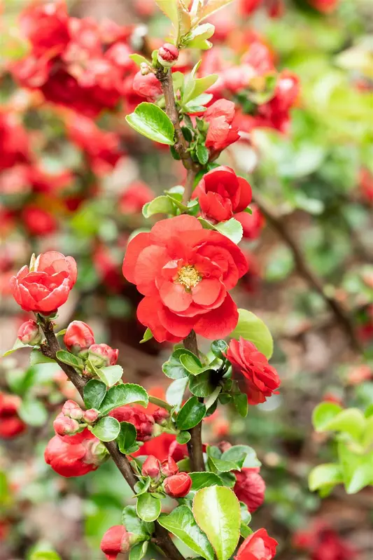 Chaenomeles spec. 'Scarlet Storm'® 30- 40   C - afbeelding 5