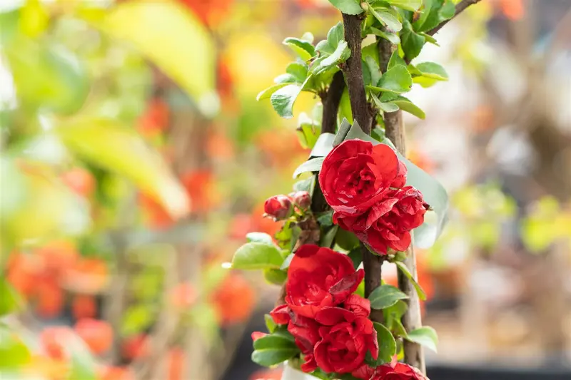 Chaenomeles spec. 'Scarlet Storm'® 30- 40   C - afbeelding 1