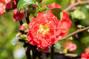 Chaenomeles spec. 'Scarlet Storm'® 30- 40   C - afbeelding 2