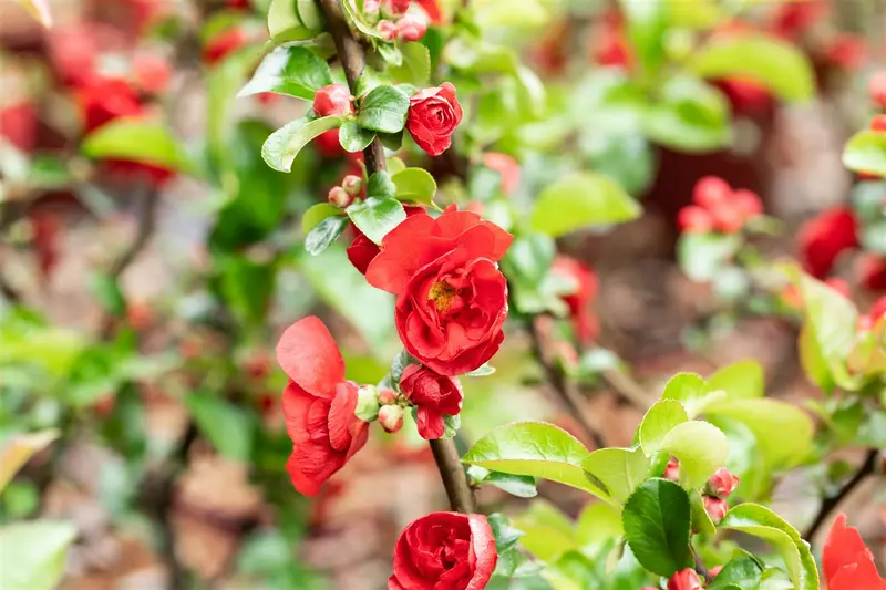 Chaenomeles spec. 'Scarlet Storm'® 30- 40   C - afbeelding 3