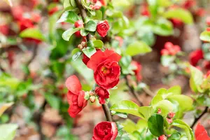 Chaenomeles spec. 'Scarlet Storm'® 30- 40   C - afbeelding 3