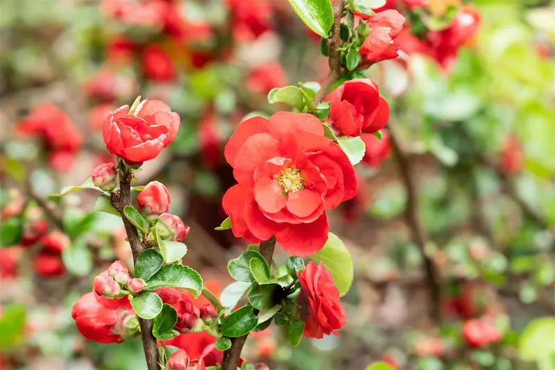 Chaenomeles spec. 'Scarlet Storm'® 30- 40   C - afbeelding 4