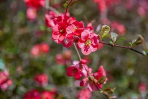 Chaenomeles sup. 'Crimson And Gold' 30- 40   C