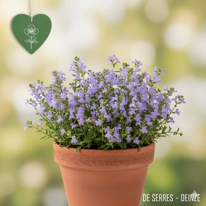 Chaenorhinum origanifolium 'Blue Dream' P9