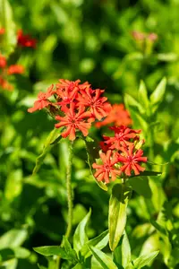 chalcedonica - afbeelding 4
