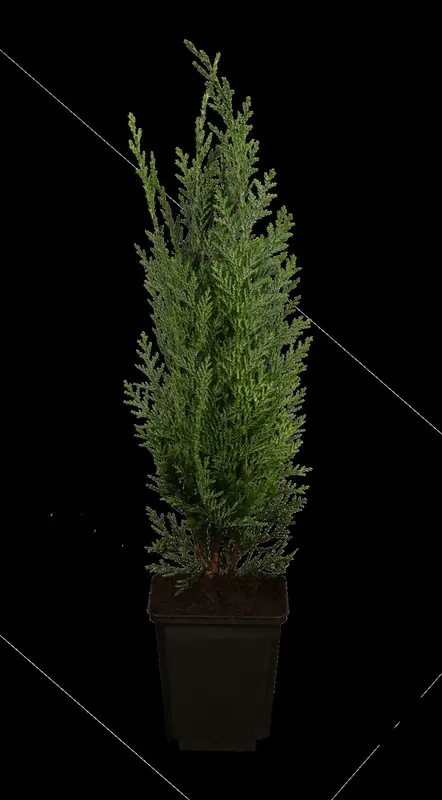 Columnaris - afbeelding 3