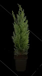 Columnaris - afbeelding 3