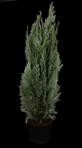 Columnaris - afbeelding 5