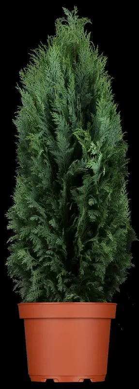 Columnaris - afbeelding 5