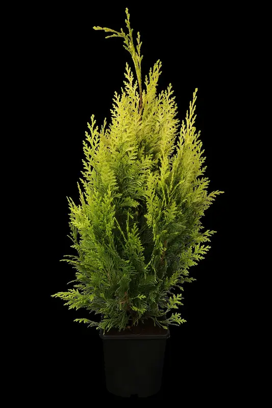 chamaecyparis l. 'ivonne' (125-150 cm) KLUIT - afbeelding 1