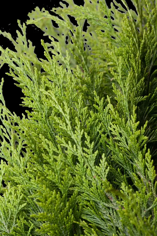 chamaecyparis l. 'ivonne' (125-150 cm) KLUIT - afbeelding 4
