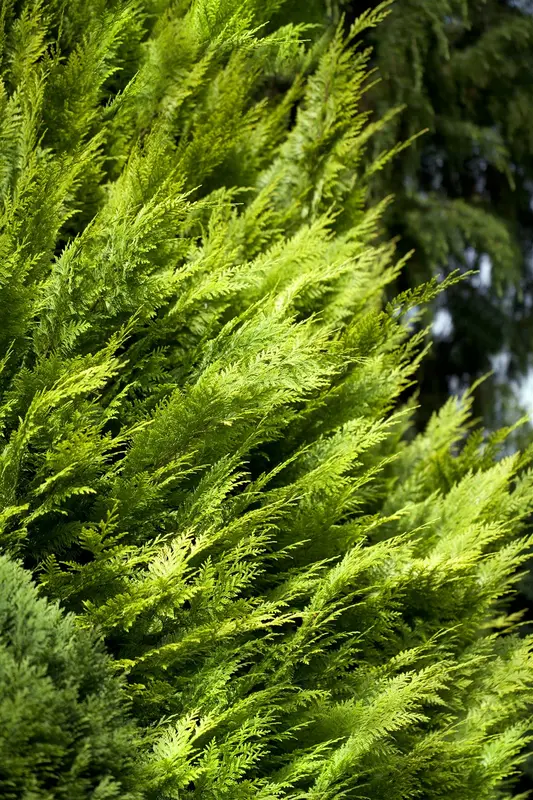 Chamaecyparis l. 'Ivonne' 140-160   C25 - afbeelding 3