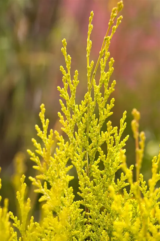 Chamaecyparis l. 'Ivonne' 140-160   C25 - afbeelding 4