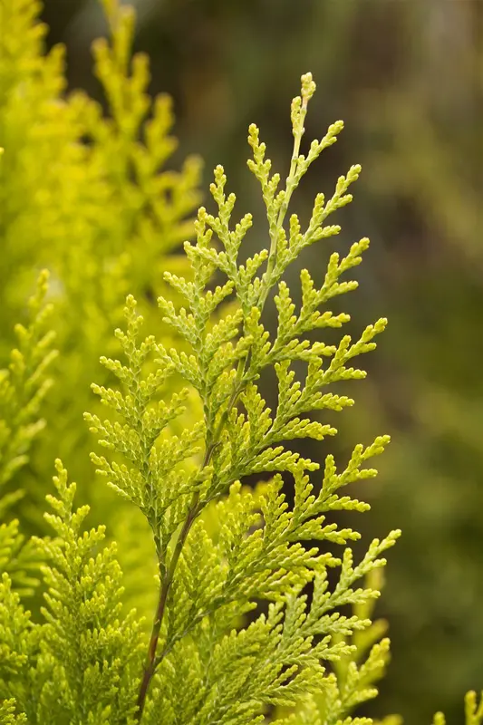 Chamaecyparis l. 'Ivonne' 140-160   C25 - afbeelding 5