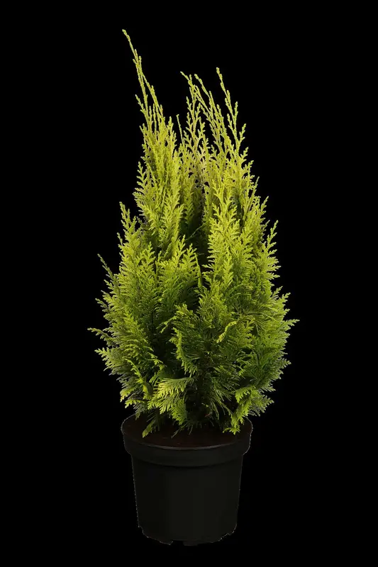 chamaecyparis l. 'ivonne' (150-175 cm) - afbeelding 2