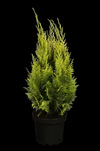 chamaecyparis l. 'ivonne' (150-175 cm) - afbeelding 2