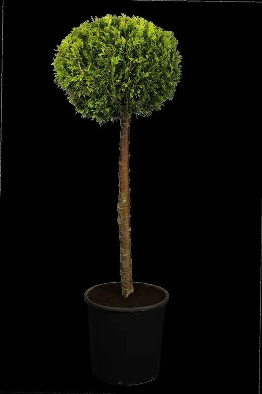 chamaecyparis l. 'ivonne' (150-175 cm) - afbeelding 3