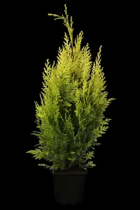 chamaecyparis l. 'ivonne' (175-200 cm) - afbeelding 5