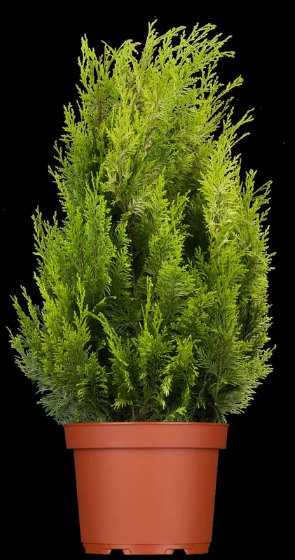 chamaecyparis l. 'ivonne' (175-200 cm) - afbeelding 5