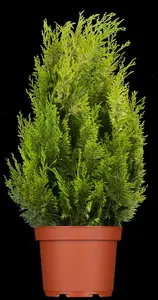 chamaecyparis l. 'ivonne' (175-200 cm) - afbeelding 5