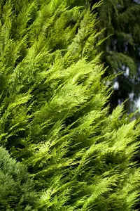Chamaecyparis l. 'Ivonne' 225-250   DKL - afbeelding 3