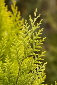 Chamaecyparis l. 'Ivonne' 225-250   DKL - afbeelding 5