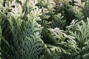 Pygmaea Argentea - afbeelding 2