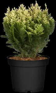 Pygmaea Argentea - afbeelding 1