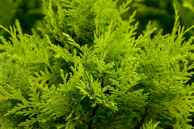 chamaecyparis l. 'stardust' (100-125 cm)