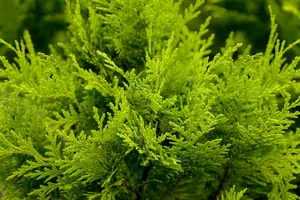 chamaecyparis l. 'stardust' (100-125 cm)