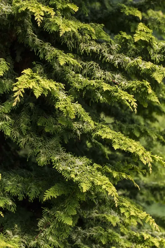 Chamaecyparis obt. 'Fernspray Gold' 30- 40   C7,5 - afbeelding 3