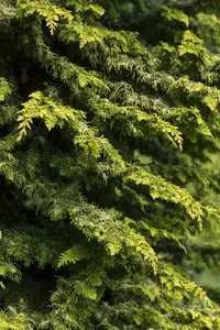 Chamaecyparis obt. 'Fernspray Gold' 30- 40   C7,5 - afbeelding 3