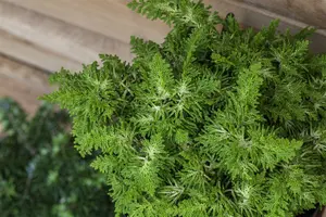 Chamaecyparis obt. 'Fernspray Gold' 30- 40   C7,5 - afbeelding 2