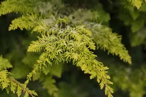 Chamaecyparis obt. 'Fernspray Gold' 30- 40   C7,5 - afbeelding 4