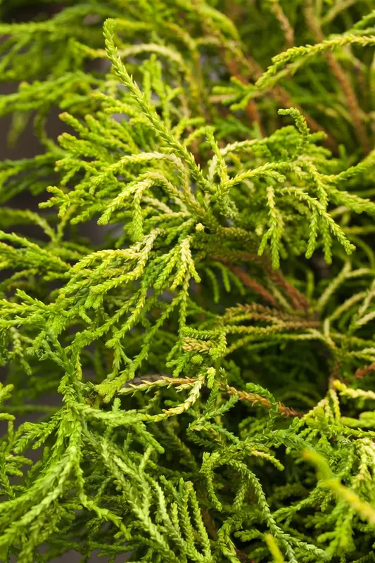 Chamaecyparis obt. 'Gitte' STAM/ 80 C15 - afbeelding 1