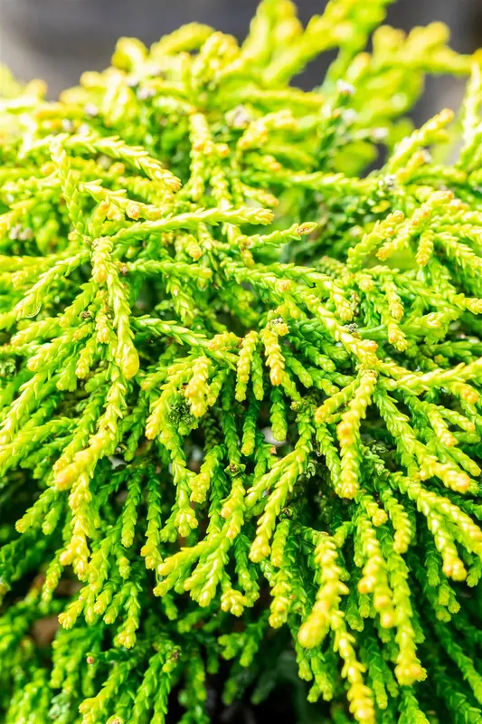 Chamaecyparis obt. 'Gitte' STAM/ 80 C15 - afbeelding 4