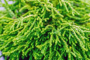 Chamaecyparis obt. 'Gitte' STAM/ 80 C15 - afbeelding 5