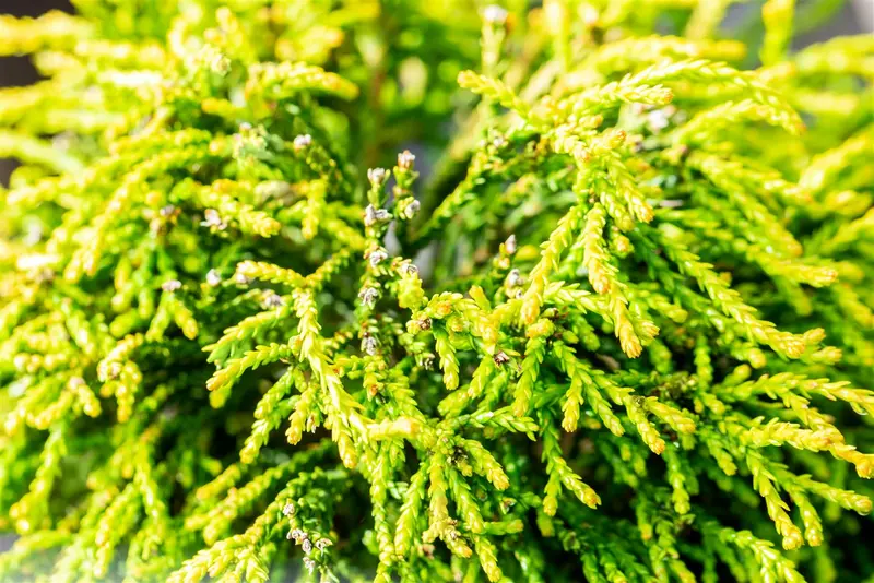 Chamaecyparis obt. 'Gitte' STAM/ 80 C15 - afbeelding 2