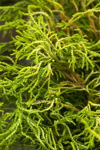 Chamaecyparis obt. 'Gitte' STAM/ 80 C25