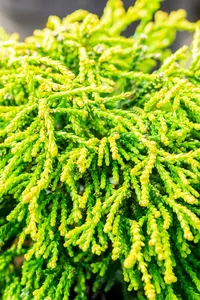 Chamaecyparis obt. 'Gitte' STAM/ 80 C25 - afbeelding 4