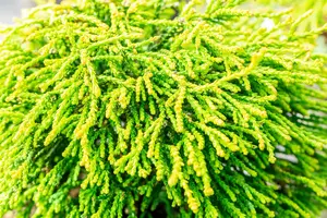 Chamaecyparis obt. 'Gitte' STAM/ 80 C25 - afbeelding 3