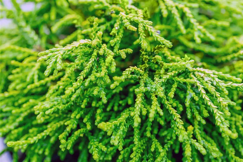 Chamaecyparis obt. 'Gitte' STAM/ 80 C25 - afbeelding 5