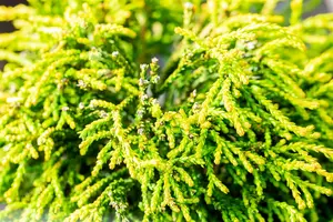 Chamaecyparis obt. 'Gitte' STAM/ 80 C25 - afbeelding 2