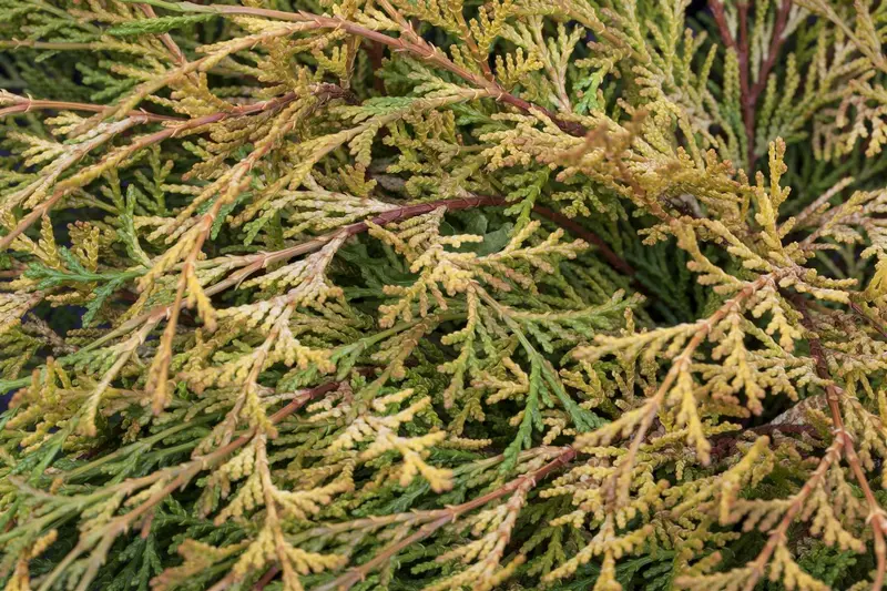 chamaecyparis obt. 'kamarachiba' (25- 30 C cm) - afbeelding 3