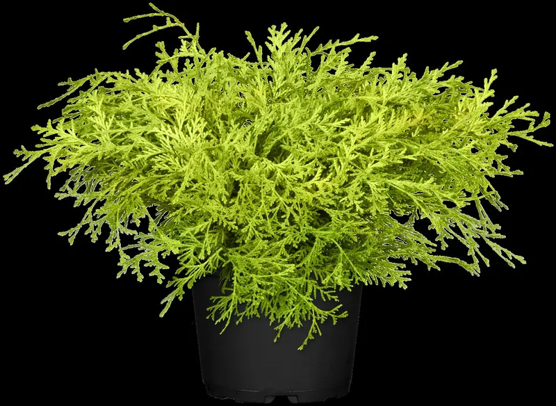 chamaecyparis obt. 'kamarachiba' (25- 30 C cm) - afbeelding 2