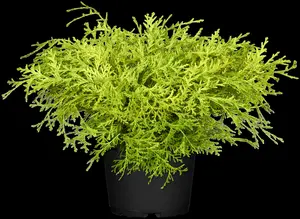 chamaecyparis obt. 'kamarachiba' (25- 30 C cm) - afbeelding 2