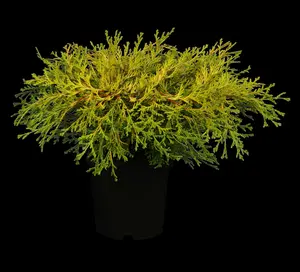 chamaecyparis obt. 'kamarachiba' (25- 30 C cm) - afbeelding 3