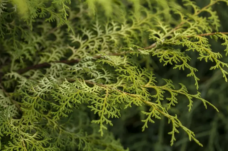 Chamaecyparis obt. 'Lucas'® 30- 40 C7,5 - afbeelding 1