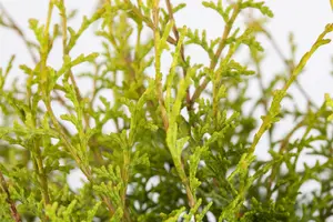 Chamaecyparis obt. 'Lucas'® 30- 40 C7,5 - afbeelding 2